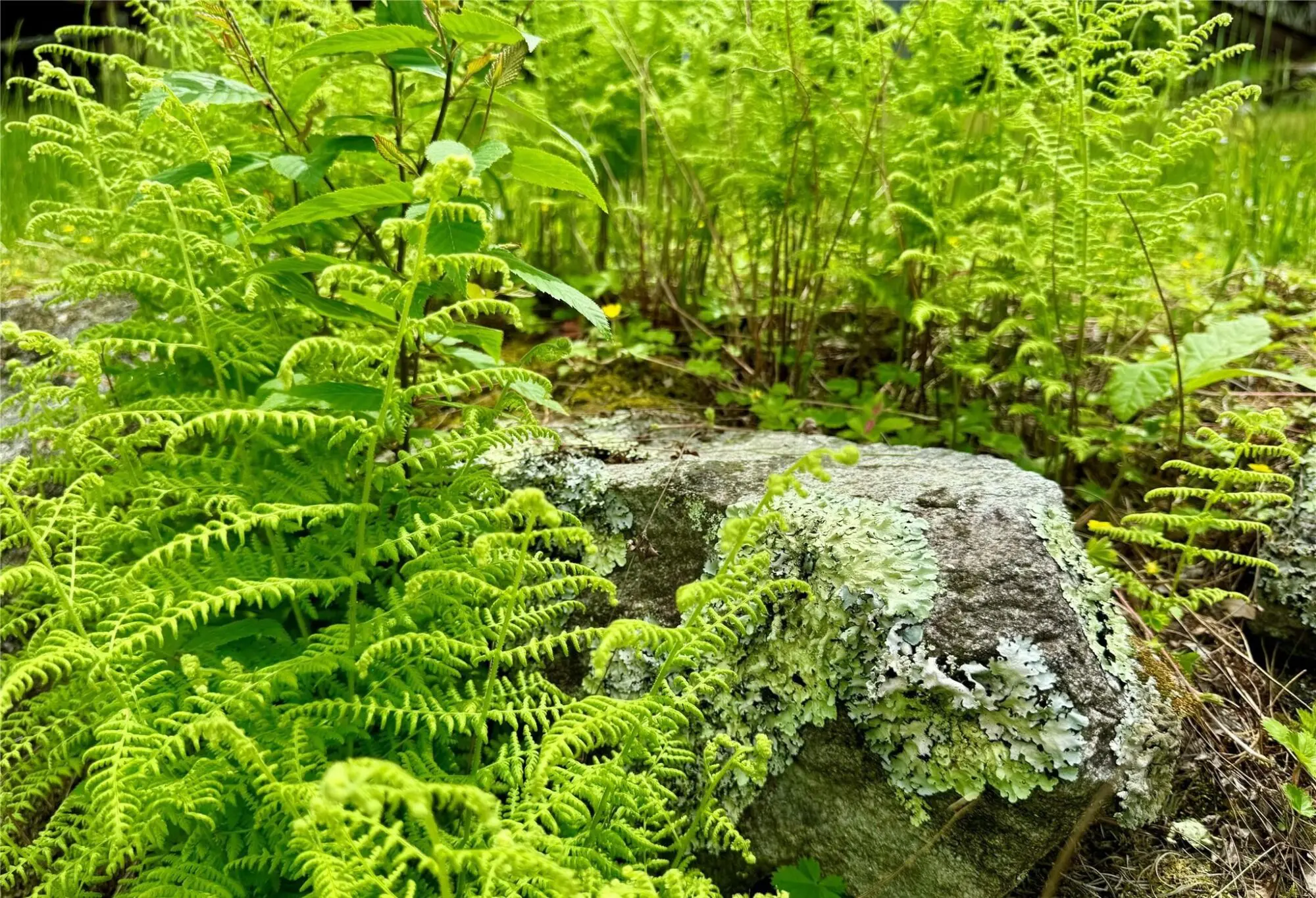 Green ferns surrounding a moss-covered rock in a forest.